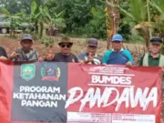 Dana Ketahanan Pangan Rp190 Juta Desa Majasari Dipertanyakan, Pengurus BUMDES: Terkendala Kekeringan Dan Belum Berhasil Panen