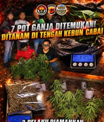 SATRESNARKOBA POLRES TASIKMALAYA KOTA UNGKAP KASUS PENANAMAN 7 POT GANJA, AMANKAN 2 PELAKU DI RAJAPOLAH